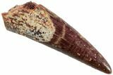 Fossil Pterosaur (Siroccopteryx) Tooth - Morocco #234967-1